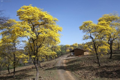 Un manto amarillo cubre la frontera sur del Ecuador