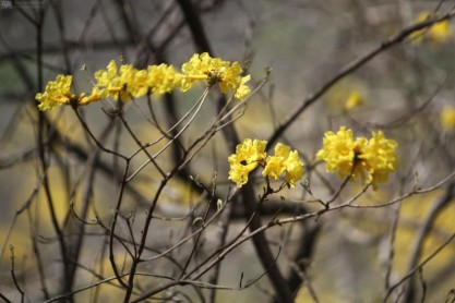 Un manto amarillo cubre la frontera sur del Ecuador