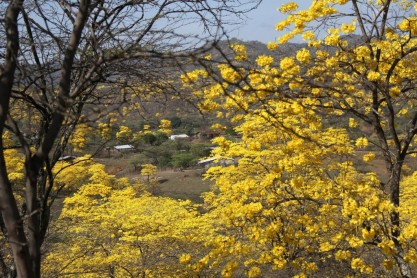 Un manto amarillo cubre la frontera sur del Ecuador