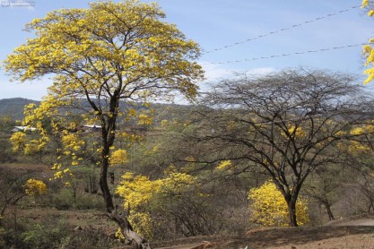 Un manto amarillo cubre la frontera sur del Ecuador