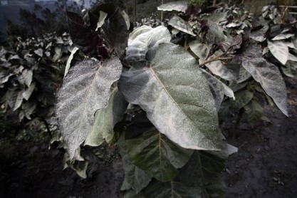 Efectos de la caída de ceniza del volcán Tungurahua