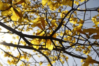 Un manto amarillo cubre la frontera sur del Ecuador
