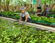 Procesamiento de la cosecha del banano.