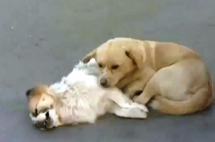 Vídeo conmovedor: un perro no se despega de su compañero muerto