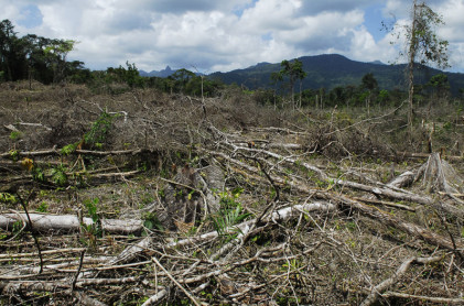 Narcotráfico aumenta la deforestación en Centroamérica