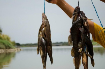 Marimba: La escencia