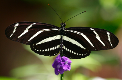 Las 10 mariposas más bellas del mundo