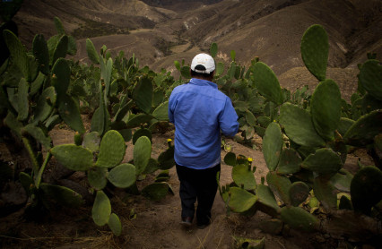 Tuna, una fruta que crece en medio de aridez
