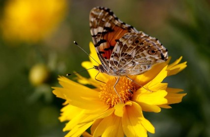 Felíz día Madre Tierra