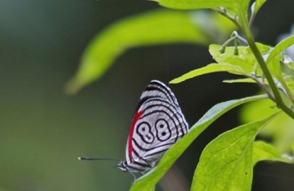 Las 10 mariposas más bellas del mundo