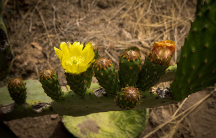 Tuna, una fruta que crece en medio de aridez