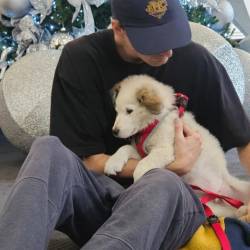 Foto del perrito que fue adoptado por el equipo de Shakira