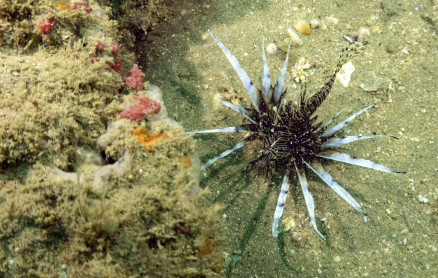 Gray’s Reef, ejemplo de conservación marina
