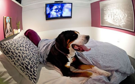 Originales habitaciones para perros