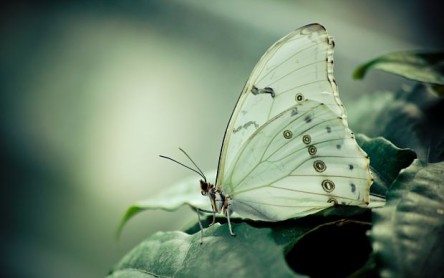 Las 10 mariposas más bellas del mundo