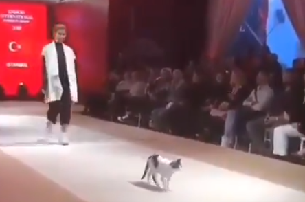 Gato callejero desfila en el Esmod International Fashion Show.