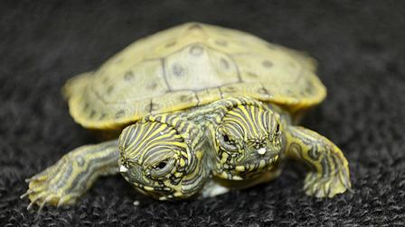 Conozca a Thelma (y Louise), la tortuga de dos cabezas