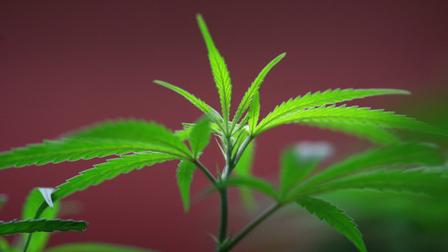 Marihuana, un negocio millonario ahora prohibido en Los Ángeles