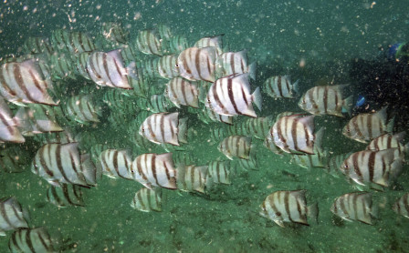 Gray’s Reef, ejemplo de conservación marina