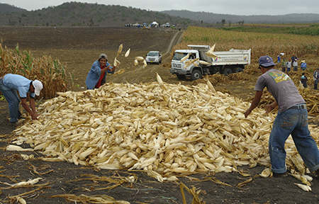Veinte mil hectáreas de maíz han sido perjudicadas por el invierno