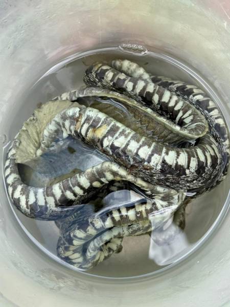 Una serpiente muerta flotaba en alcohol.