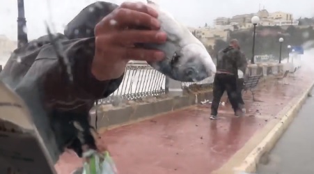 Impactante lluvia de peces en Malta
