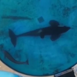 Kshamenk en su estanque, mundo marino, Argentina