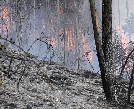 Incendios forestales inciden en el calentamiento global y afectan al planeta