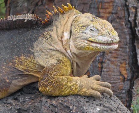 Cambio climático amenaza a especies de Galápagos, alertan expertos