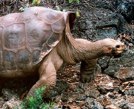 El &#039;Solitario George&#039; tuvo una muerte natural por su avanzada edad