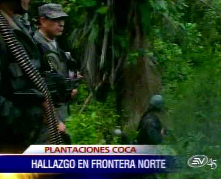 Ejército halla un vivero con más de 12 mil plantas de coca en Carchi