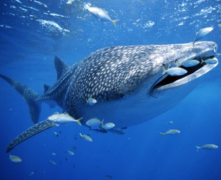 En Galápagos se vigila por satélite a los tiburones ballena