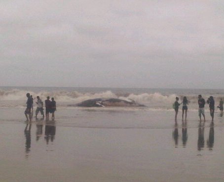 Ballena apareció varada en las playas de Montañita