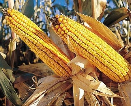 Comunican a Andipuerto que no despache maiz importado sin autorización