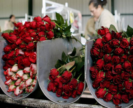 San Valentín demandó más flores ecuatorianas para celebrar a los enamorados