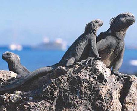 Alemán fue declarado culpable de tratar de sacar iguanas de Galápagos