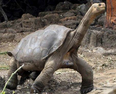 Científicos hallan genes del Solitario George en otras tortugas