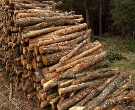 China es el mayor comprador de madera ilegal del mundo, según ONG