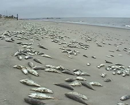 Cientos de miles de peces muertos en Jambelí
