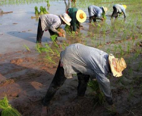 Agricultores se ven afectados por precios impuestos por el Gobierno