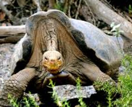 Se analiza la causa de la muerte del &#039;Solitario George&#039;