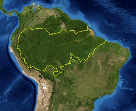 Estudiarán el papel de la jungla amazónica en el ciclo global del carbono