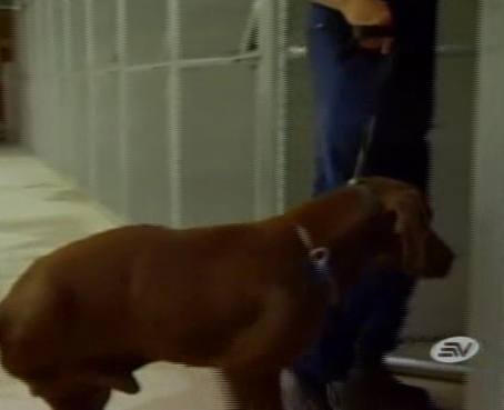 Perro lisiado roba comida para alimentar a otros canes