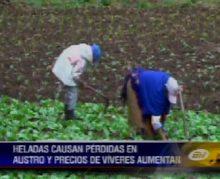 Heladas afectan los cultivos en el Austro y provoca subida de precios
