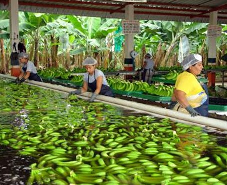 600 millones en pérdidas reportan productores y exportadores bananeros