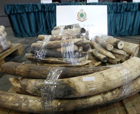 Apetito chino por el marfil está acabando con los elefantes