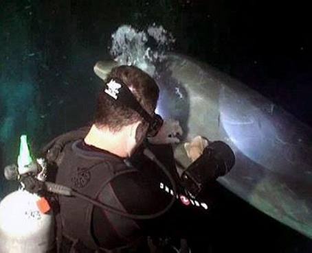 Un delfín pide ayuda a un buzo