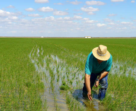 Magap entrega kits a los arroceros que perdieron sus cultivos