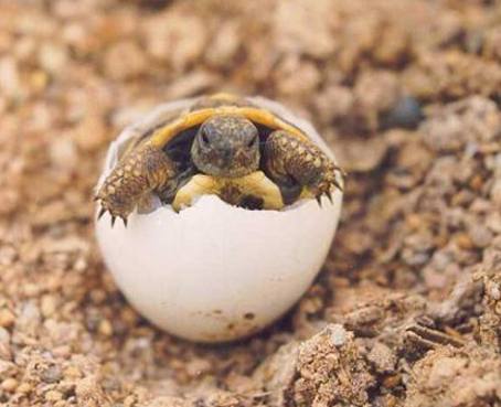 Miles de huevos de tortuga fueron aplastados por maquinaria pesada en el Caribe