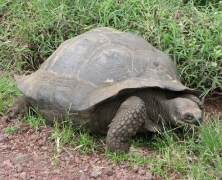 Cambio climático amenaza a especies de Galápagos, alertan expertos